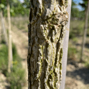 CORYLUS colurna