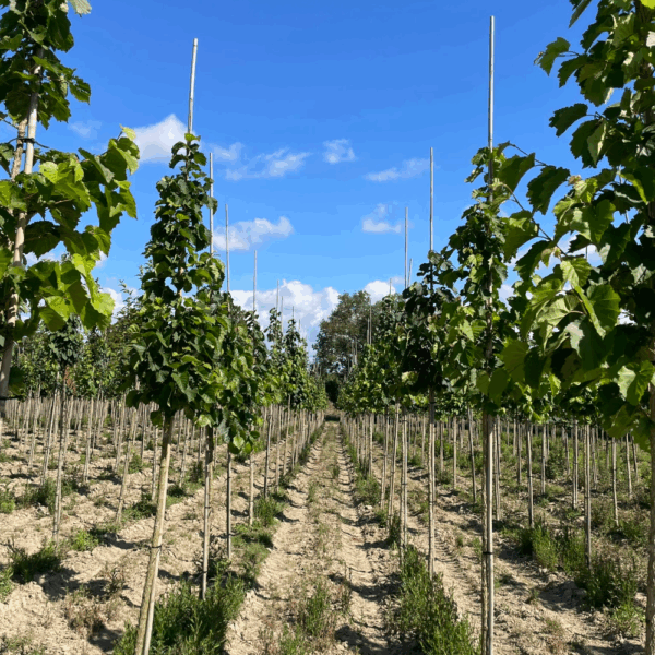 CORYLUS colurna – Image 7