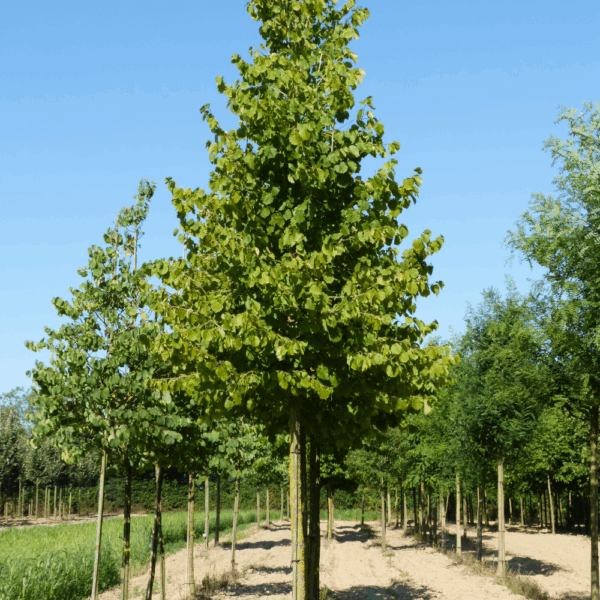 CORYLUS colurna – Image 4