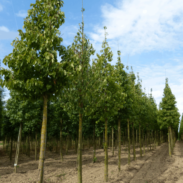 CORYLUS colurna – Image 9