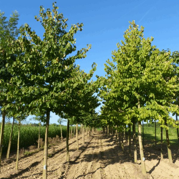 CORYLUS colurna – Image 5