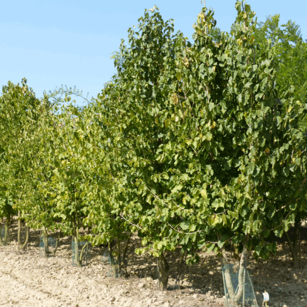 CORYLUS colurna – Image 8