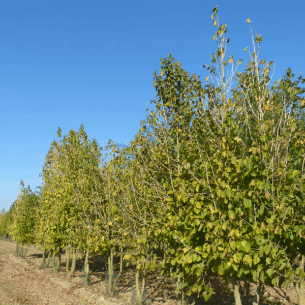 CORYLUS colurna – Image 3