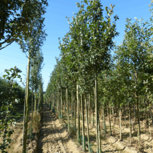 CRATAEGUS laevigata 'Rosea'
