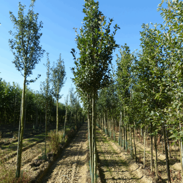 CRATAEGUS laevigata 'Rosea' – Image 3
