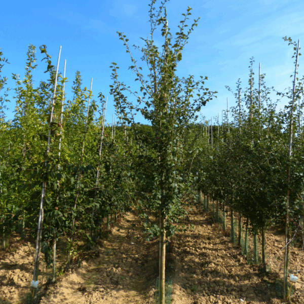 CRATAEGUS laevigata 'Rosea' – Image 2