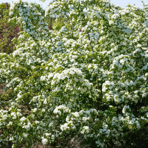 CRATAEGUS monogyna – Image 2