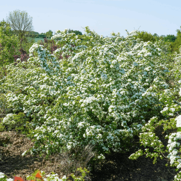 CRATAEGUS monogyna – Image 5