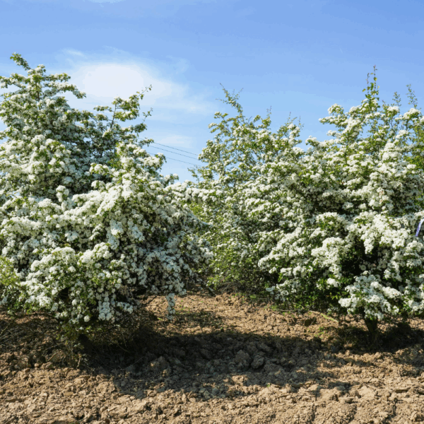 CRATAEGUS monogyna – Image 3