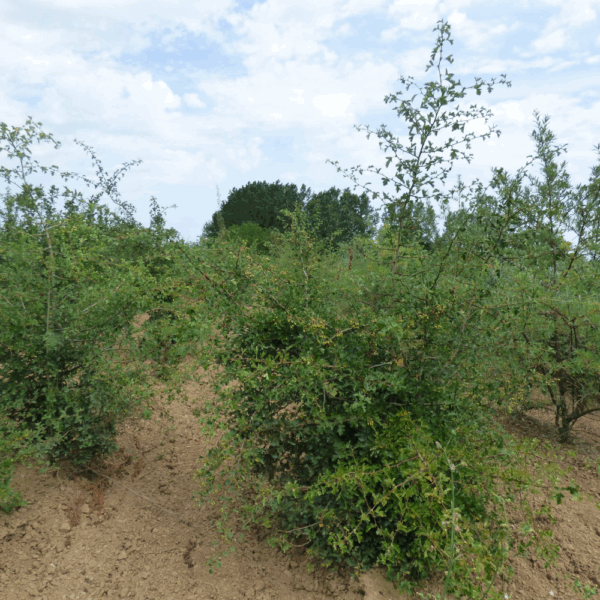 CRATAEGUS monogyna – Image 6
