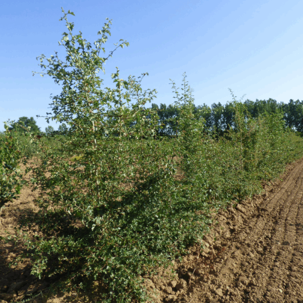 CRATAEGUS monogyna – Image 4