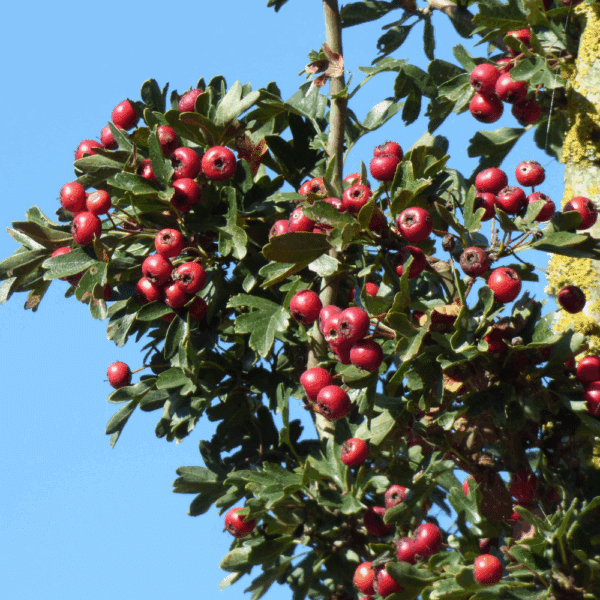 CRATAEGUS monogyna 'Stricta'