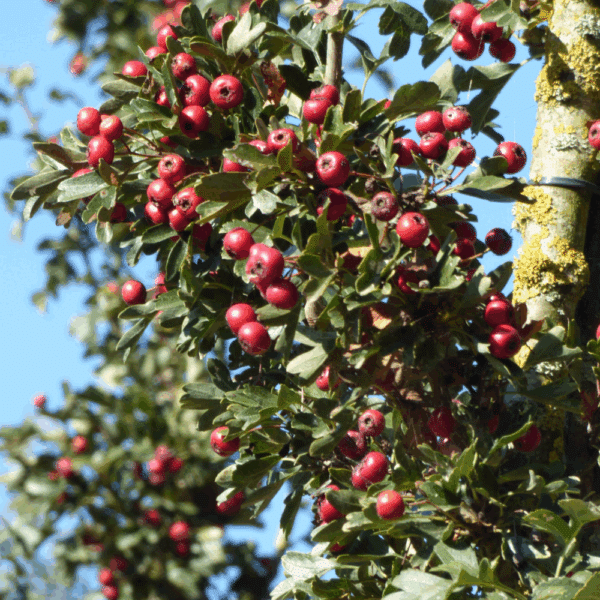 CRATAEGUS monogyna 'Stricta' – Image 3