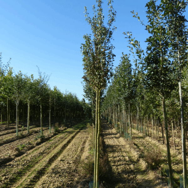 CRATAEGUS monogyna 'Stricta' – Image 6