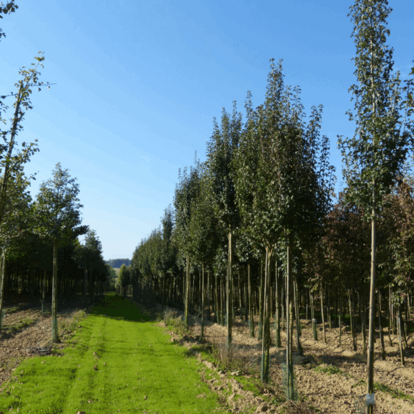CRATAEGUS monogyna 'Stricta' – Image 4