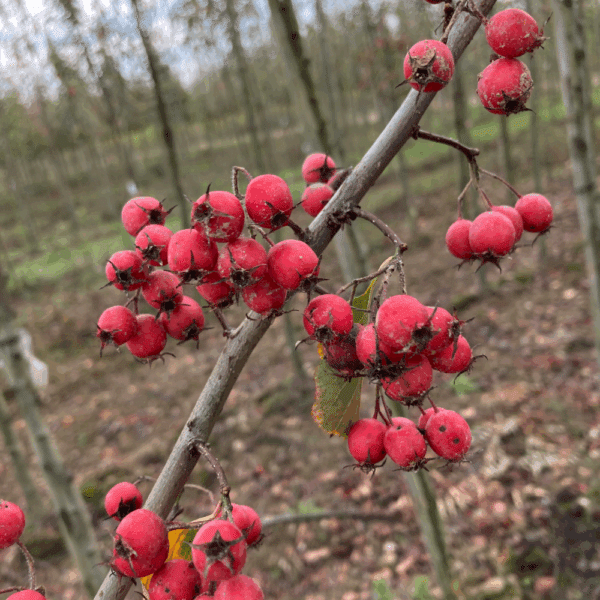CRATAEGUS x persimilis 'Splendens' – Image 3