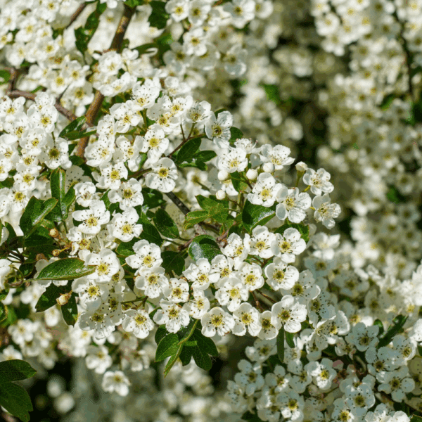 CRATAEGUS x persimilis 'Splendens' – Image 6