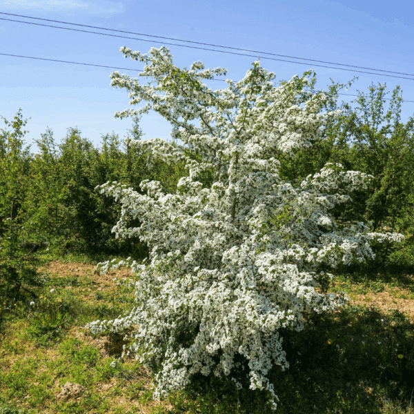 CRATAEGUS x persimilis 'Splendens' – Image 2