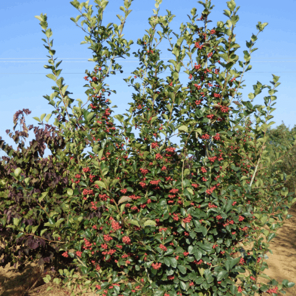 CRATAEGUS x persimilis 'Splendens' – Image 9