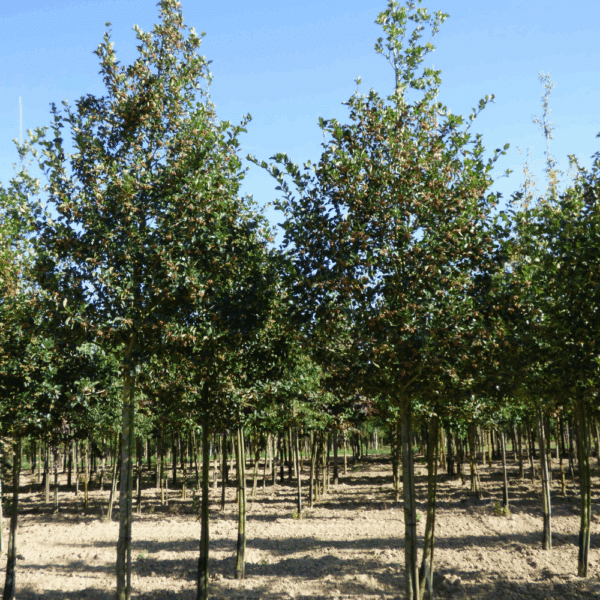 CRATAEGUS x persimilis 'Splendens' – Image 8