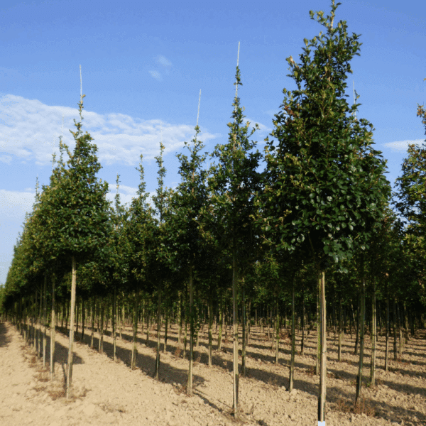 CRATAEGUS x persimilis 'Splendens' – Image 4