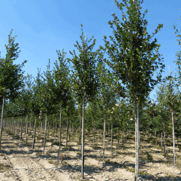 CRATAEGUS x persimilis 'Splendens' – Image 5