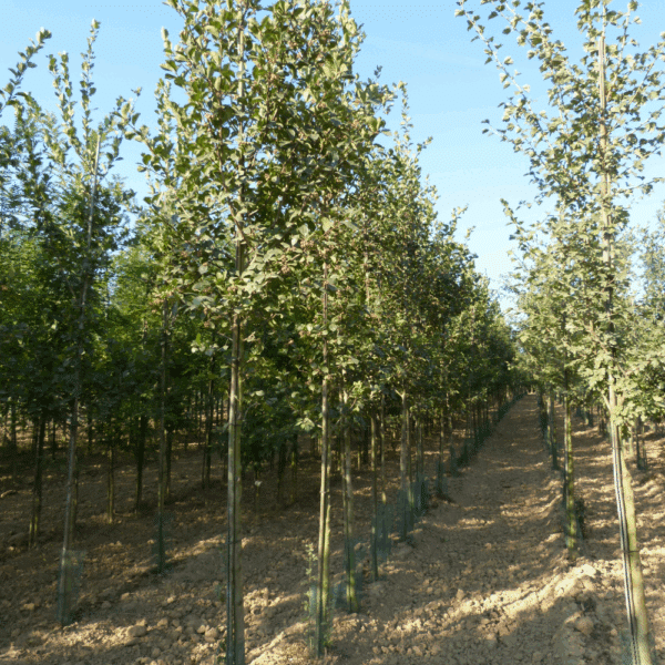 CRATAEGUS x persimilis 'Splendens' – Image 7