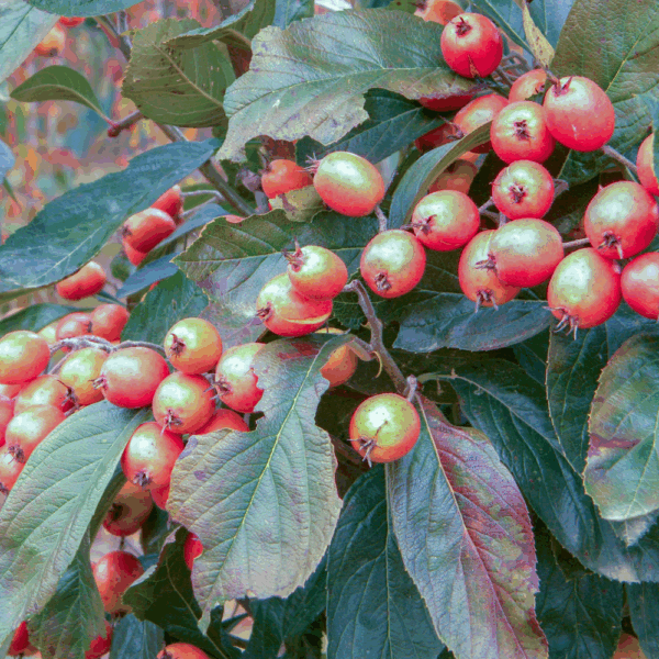 CRATAEGUS x lavalleei 'Carrierei' – Image 4
