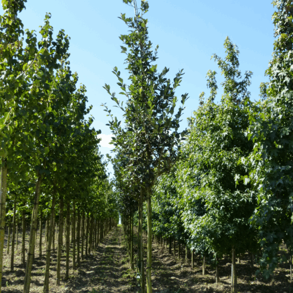 CRATAEGUS x lavalleei 'Carrierei' – Image 5