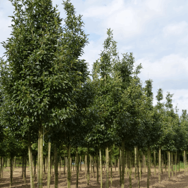 CRATAEGUS x lavalleei 'Carrierei' – Image 8