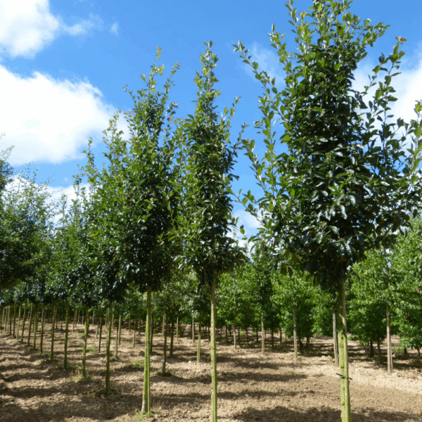 CRATAEGUS x lavalleei 'Carrierei' – Image 2