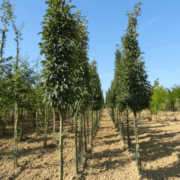 CRATAEGUS x lavalleei 'Carrierei' – Image 6