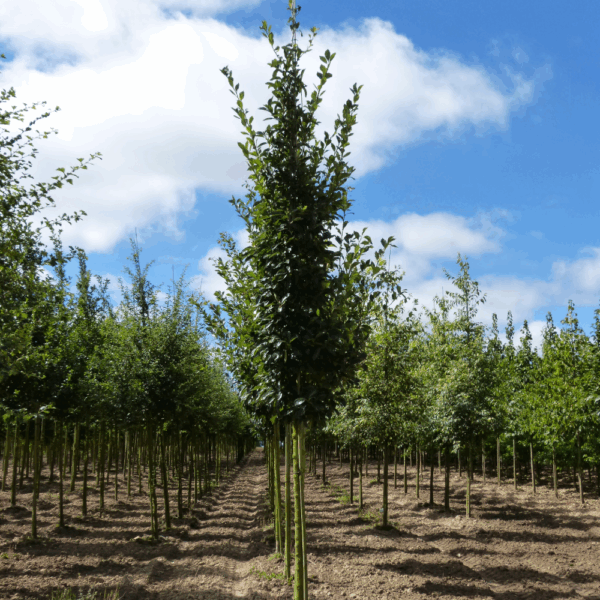CRATAEGUS x lavalleei 'Carrierei' – Image 7