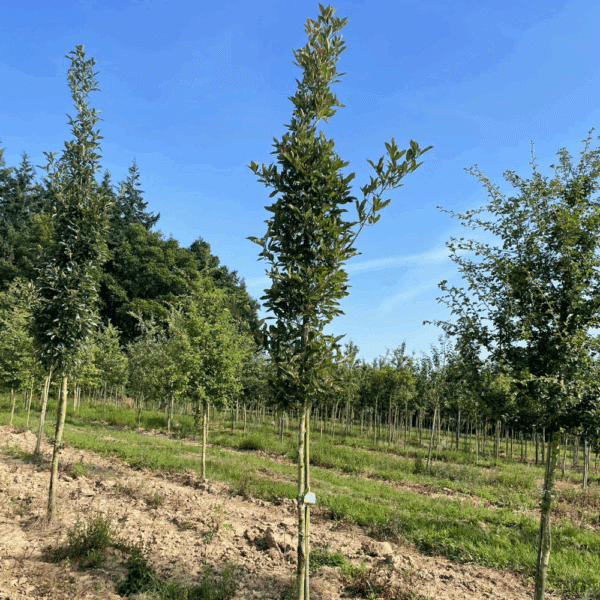 CRATAEGUS x lavalleei 'Carrierei' – Image 3