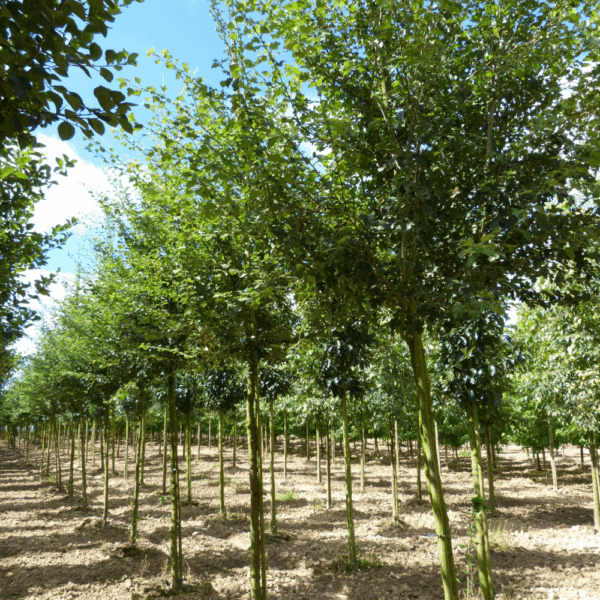 CRATAEGUS x media 'Paul's Scarlet' – Image 3
