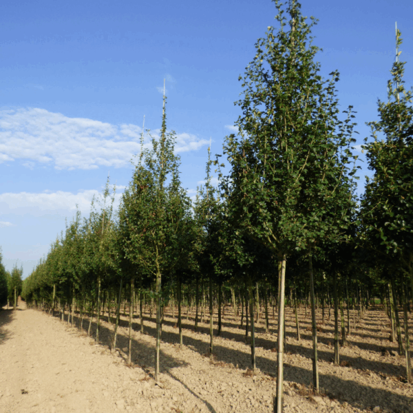 CRATAEGUS x media 'Paul's Scarlet' – Image 7