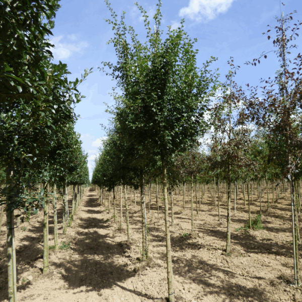 CRATAEGUS x media 'Paul's Scarlet' – Image 6