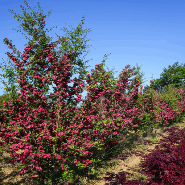 CRATAEGUS x media 'Paul's Scarlet' – Image 5