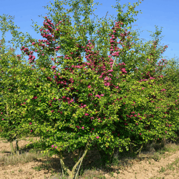 CRATAEGUS x media 'Paul's Scarlet' – Image 2