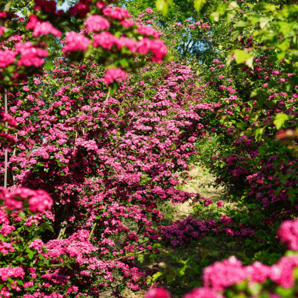 CRATAEGUS x media 'Paul's Scarlet' – Image 4