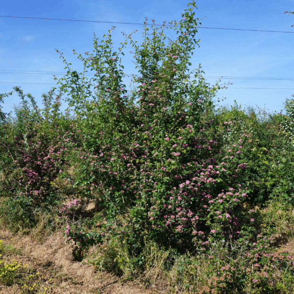 CRATAEGUS x media 'Rubra Plena' – Image 2
