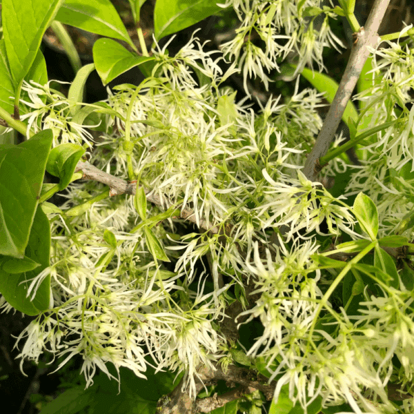 CHIONANTHUS virginicus – Image 3
