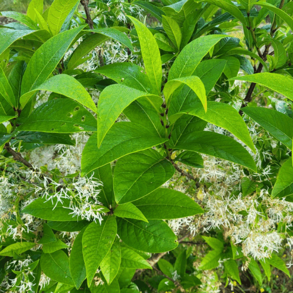 CHIONANTHUS virginicus – Image 2