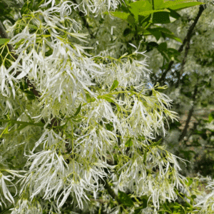CHIONANTHUS virginicus
