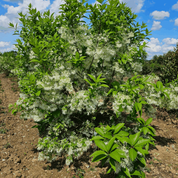 CHIONANTHUS virginicus – Image 4
