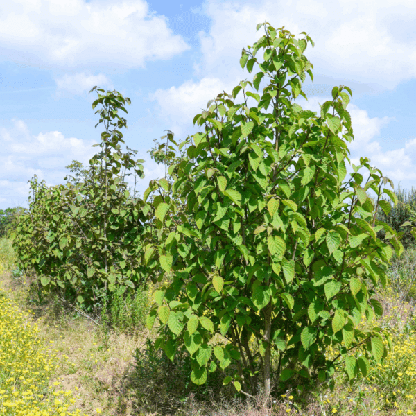 DAVIDIA involucrata – Image 6