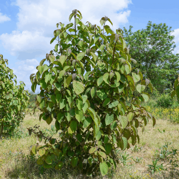 DAVIDIA involucrata – Image 3