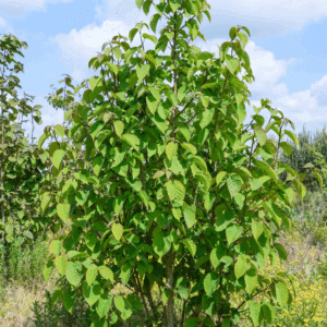 DAVIDIA involucrata