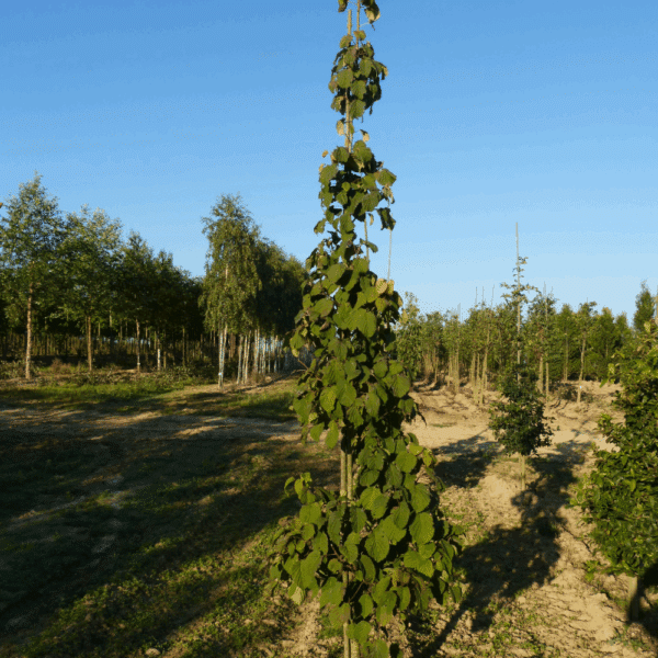 DAVIDIA involucrata – Image 5