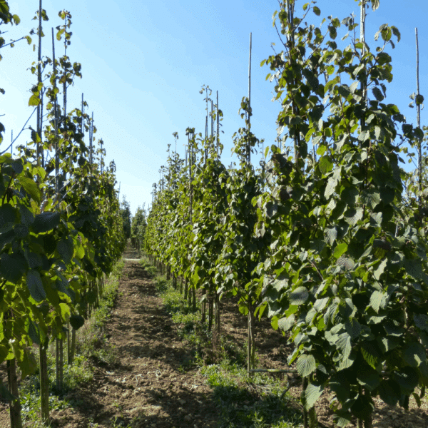 DAVIDIA involucrata – Image 4